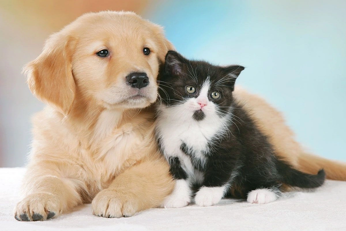 Kedi köpeğe kefir verilir mi?